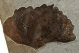 Fossil Leaf (Zizyphoides) - Montana #199546-1